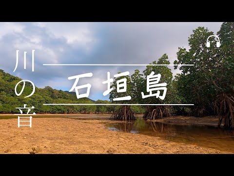 【ASMR/環境音】石垣島のマングローブと水の音 | Nature ASMR (no music no talking) | 心安らぐ水の音 | 癒し 睡眠用