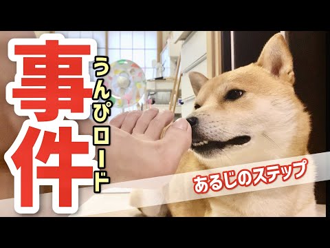 【柴犬こむぎ】混じり合う２つの危険！？あるじのステップ封印を目論んだ日の三浦海岸ジブリ【あるじのステップ】