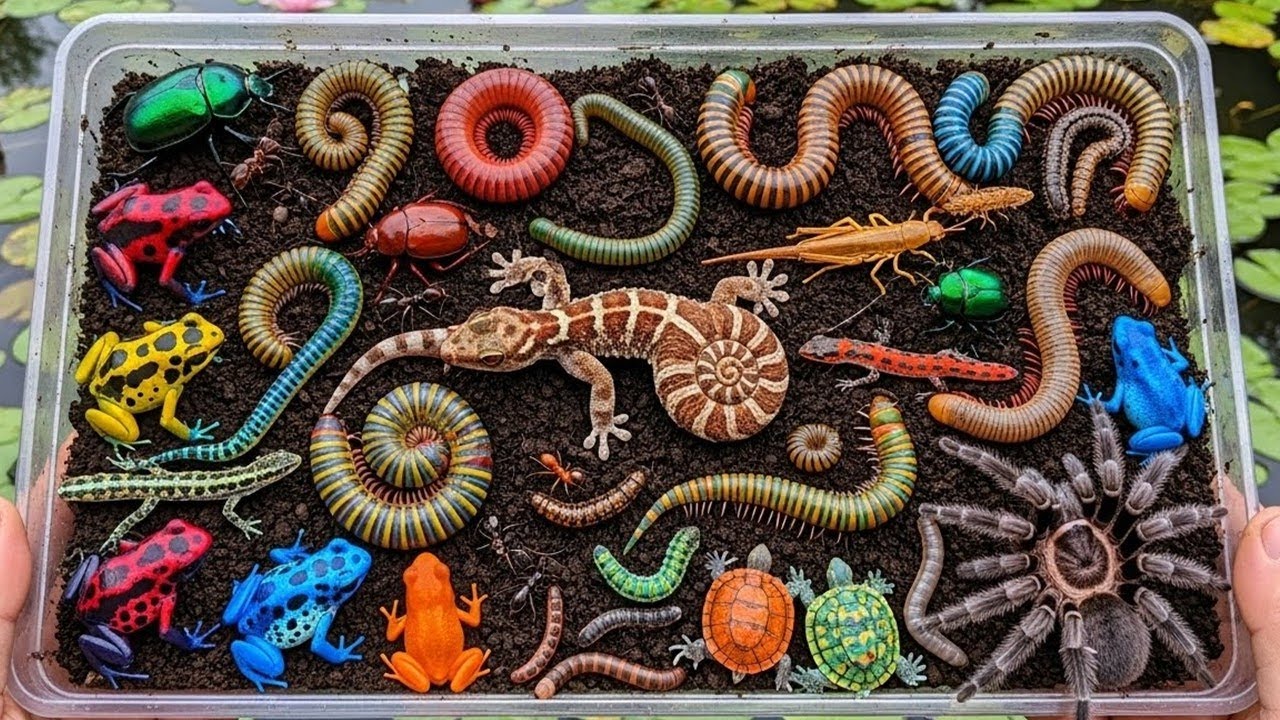 A Natural History of Forest Wood Insects | Rare Colorful Creatures Revealed