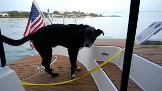 Sailing the beautiful Florida coast; Crystal River to Venice