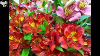 La Alstromeria Cultivo Y Cuidado