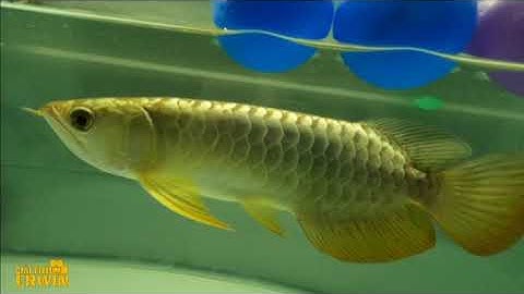 Siêu phẩm bối đầu vàng nhí càng hạ, vảy ánh kim mạnh | Crossback Golden Head | CRWIN GIẢI TRÍ