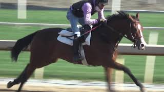 Young racehorse one step closer to first race at Santa Anita