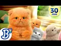 30 MINS International Cat Day Compilation Nursery Rhymes ABC Kids Songs And Lullabies 