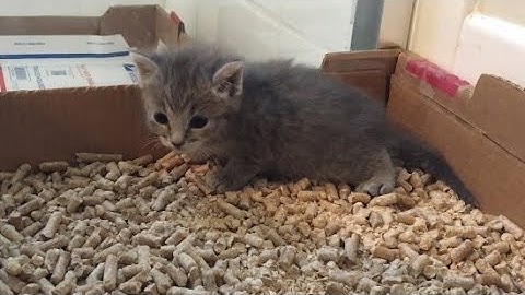 Kitten using a litter box for the first time😻| Rescuing abandoned newborn baby kittens (Part 7)