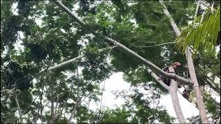 Um Dia Na Vida De Um Ecologista