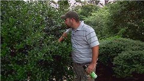 Pest Control : How to Keep Bees Out of Shrubs