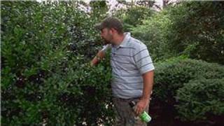 Pest Control : How to Keep Bees Out of Shrubs
