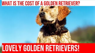 Buying a Golden Retriever Puppy: What to Expect Costwise