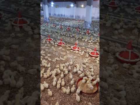 تصویری: اگر مرغ گوشتی به کندی رشد می کند چه باید کرد