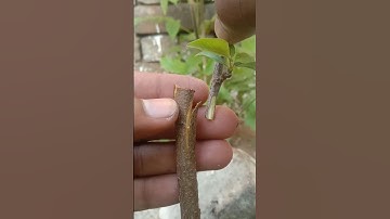 Easy HOME Grafting Methods For Fruit Trees#grafting