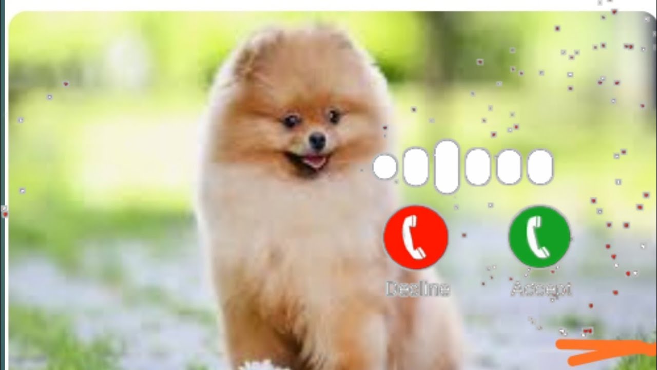 Funny 🤣🤣 Message ringtone 2024 new trending sms tone notification