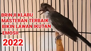 Burung brinji kelabu gacor. Masteran burung.Suara burung brinji kelabu, #suaraburung#masteranburung