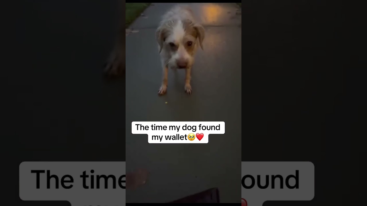 The time my dog found my wallet🥹❤️ #dog #funny #petshub #funnypuppy #puppyvideos #puppylove