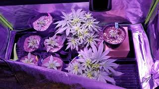 Day one after transplant.