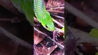 Snake eating frog, KZN, South Africa