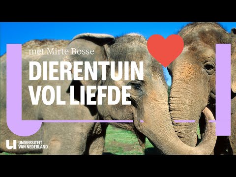 Video: Hoe lang leeft een olifant? Dat zoeken we uit
