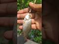 Hook fishing catching tiny puti fish #fish #fishing #reels #video #shorts