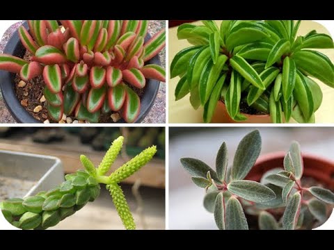 Video: Tipos Y Nombres De Peperomia (39 Fotos): Golovaty Y Graveolens, Rosso Y Clusielle, Sandía Y Verticilo