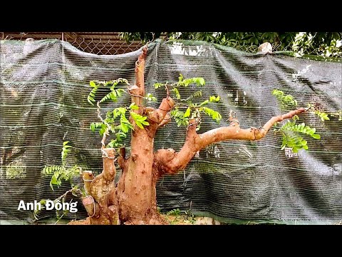 Video Cây bonsai đẹp phải có cách uốn định hình tốt - youtube