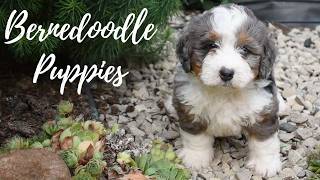 Bernedoodle Puppies