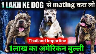1 Lakh क डग स अब Mating Krao Thailand Import Marley American Bully For Sale And Stud Service
