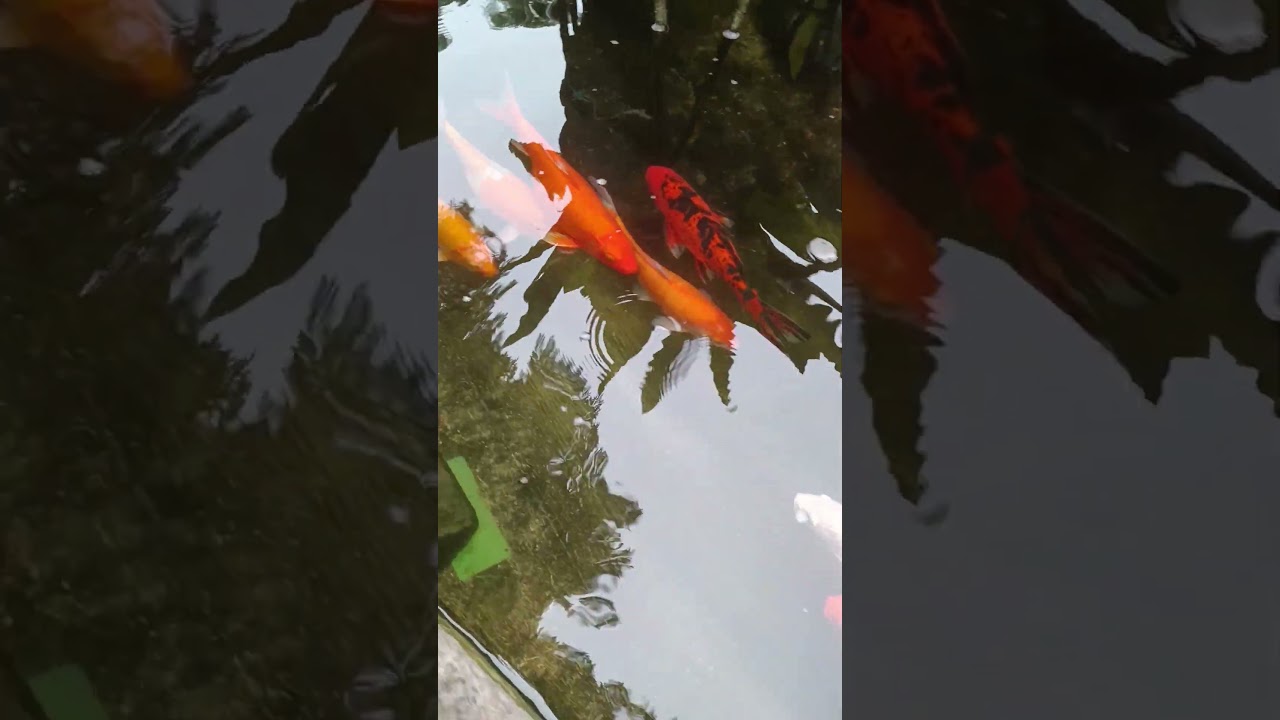 Maasin City plaza koi fish pond 