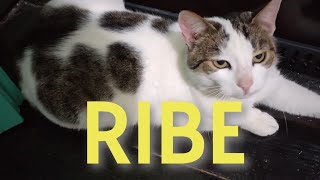 Ribe - 10.08.-20.08.