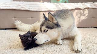 This Husky’s Reaction to a Tiny Kitten Is Priceless!! screenshot 5