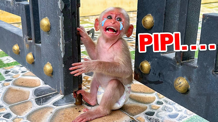 Poor baby monkey Laka cries out looking for PiPi and Mom