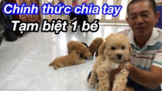 Không Quậy Banh Nhà Không Phải Poodle