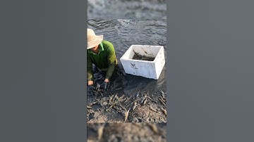 Cận Cảnh Thu Hoạch Tôm Càng Xanh Ở Miền Tây Xem Đã Con Mắt #shorts