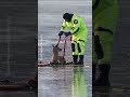 Firefighters Rescue Deer Stranded on Frozen Lake