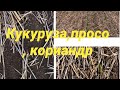 Кукуруза, просо, кориандр, всходы по технологии no-till