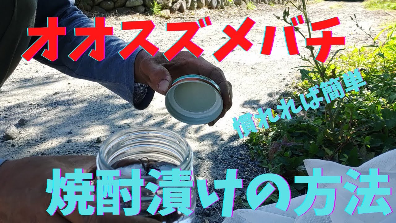 オオスズメバチ 焼酎漬け作り方 - YouTube
