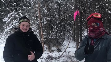 A Day on the Trapline - Lynx #2