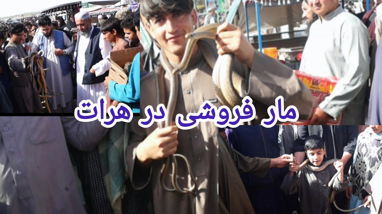 بازار مار فروشی ها در هرات