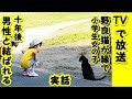 【感動 泣ける話 猫の縁】TVで放送の実話です 野良猫の縁・小学生だった私は10年後偶然男性と再開し結婚したのですよ!【泣ける話 感動 動物 猫】動画 里親・招き猫ちゃんねる