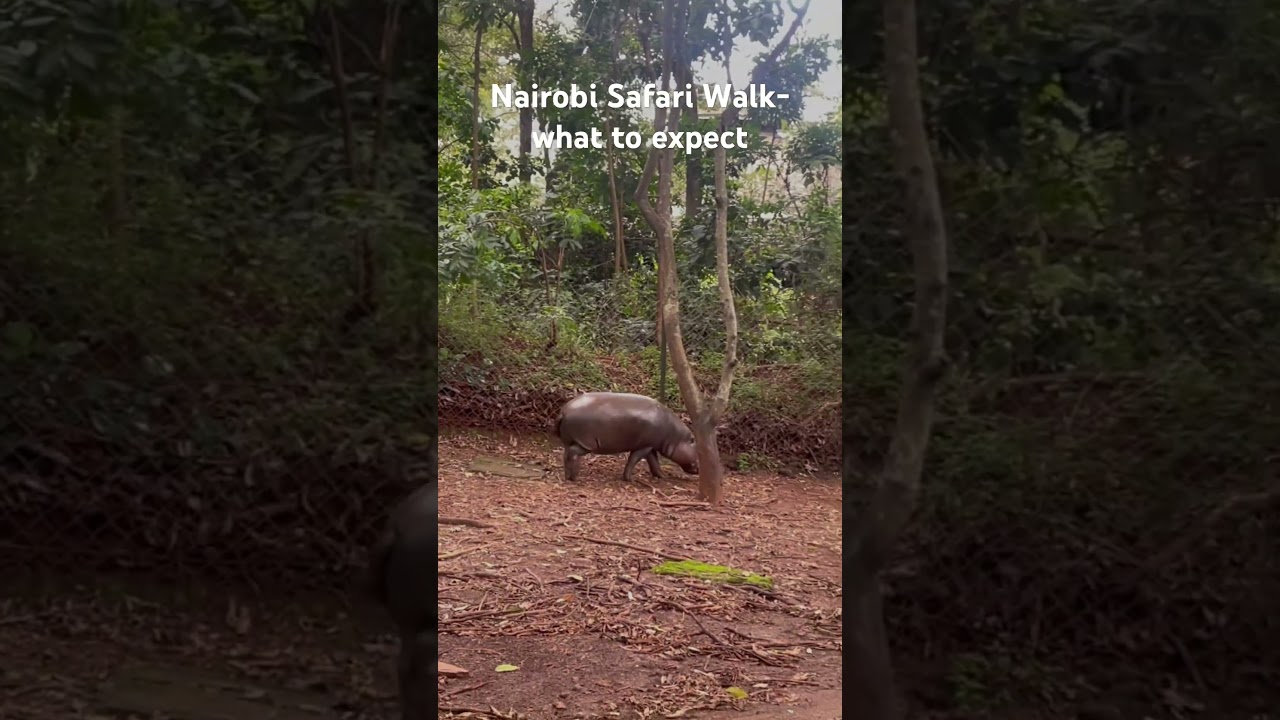 Nairobi safari walk- what to expect. 