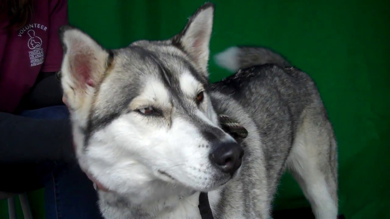 husky siberiano blanco A50215097 Ilsa | Siberian Husky Puppy
