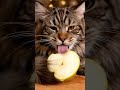 Calming Cat Breathing for Deep Relaxation