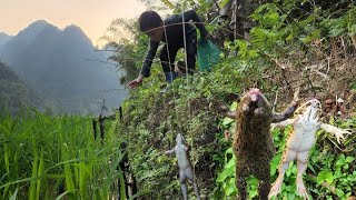 Field frog trap, orphan boy khai traps field frogs with earthworms, primitive way to trap frogs