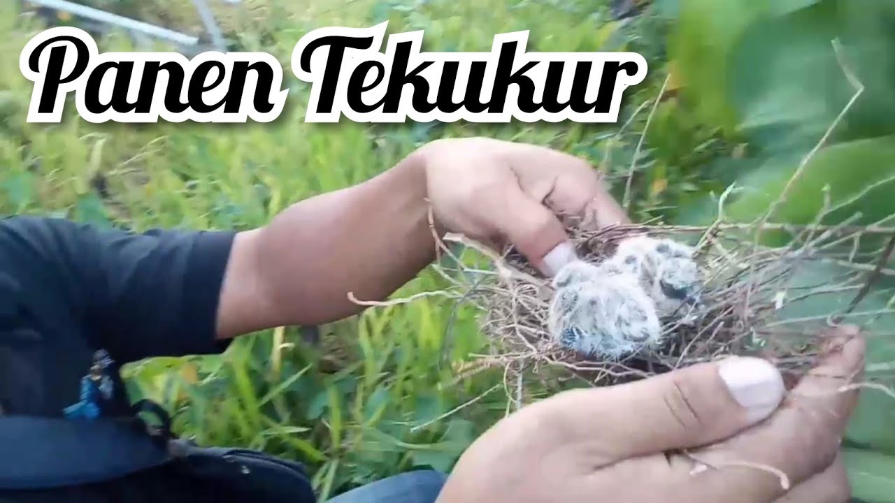 Proses Pengambilan anakan Burung Tekukur - YouTube