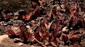 سورة الكهف الآية 23 و 24 بصوت الشيخ محمد أيوب