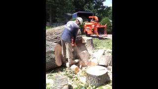 Oak tree removal.