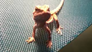 Celebrity Baby Bearded Dragon Trying to Eat the Camera Wealth