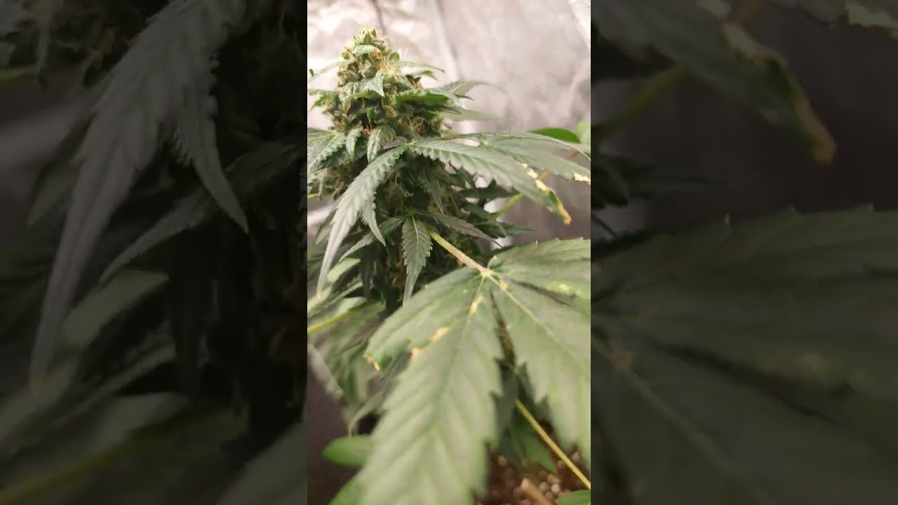 Haze Berry-Royal Queen Seeds