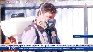Дезинсекция