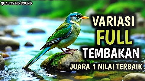 TERAPI UNTUK SEMUA JENIS BURUNG , SUARA GEMRICIK AIR , MASTERAN FULL ISIAN TEMBAKAN SADIS 