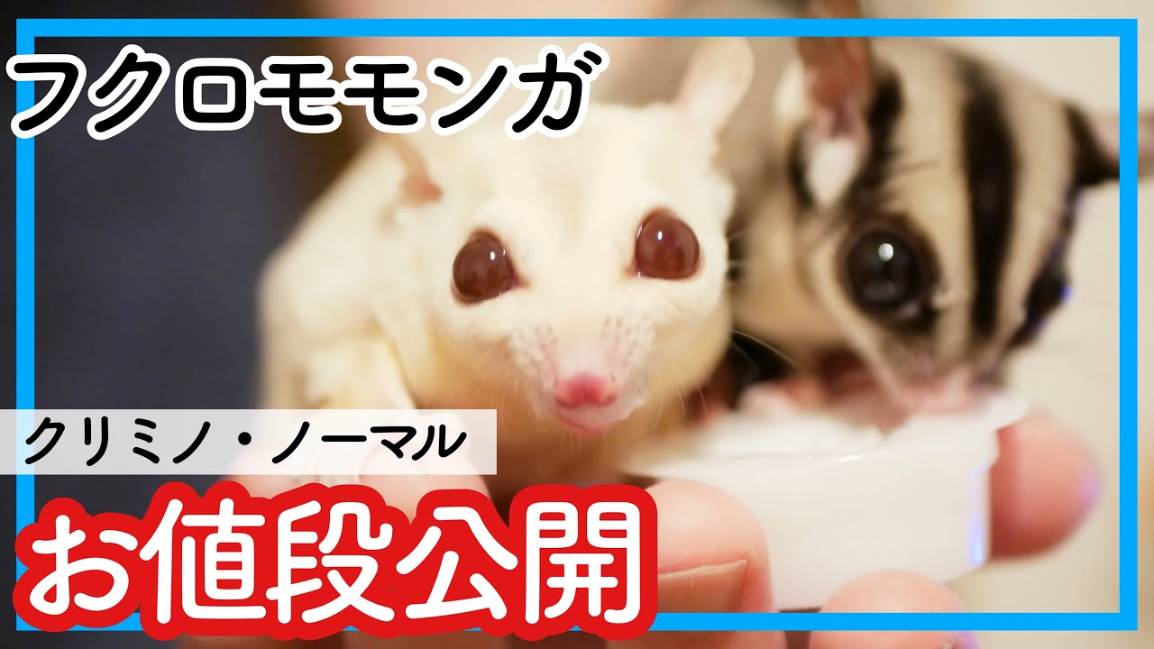 フクロモモンガの値段｜僕がレプタイルズワールドでお迎えしたときの話